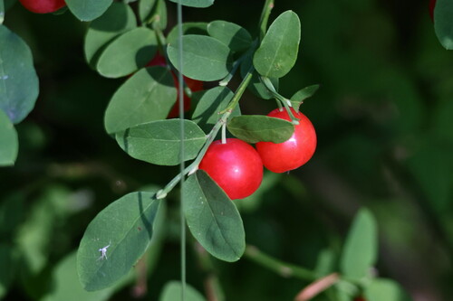 Red Huckleberry