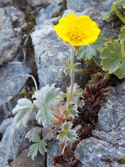 Potentilla × villosula
