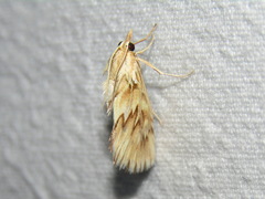 Cynaeda dentalis