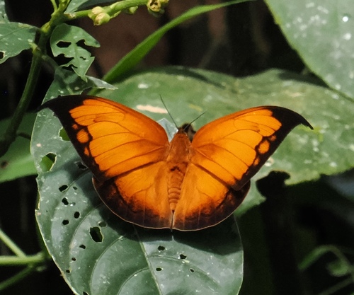 Coenophlebia archidona