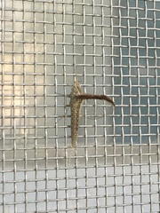 Callibaetis floridanus