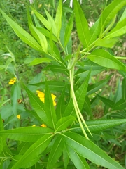 Amsonia tabernaemontana