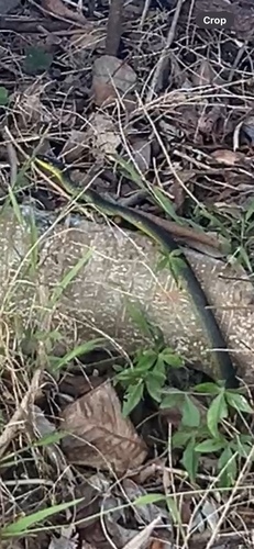 Common Tree Snake sighting