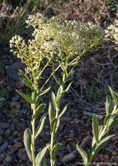 Lepidium chalepense