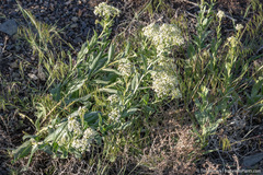 Lepidium chalepense