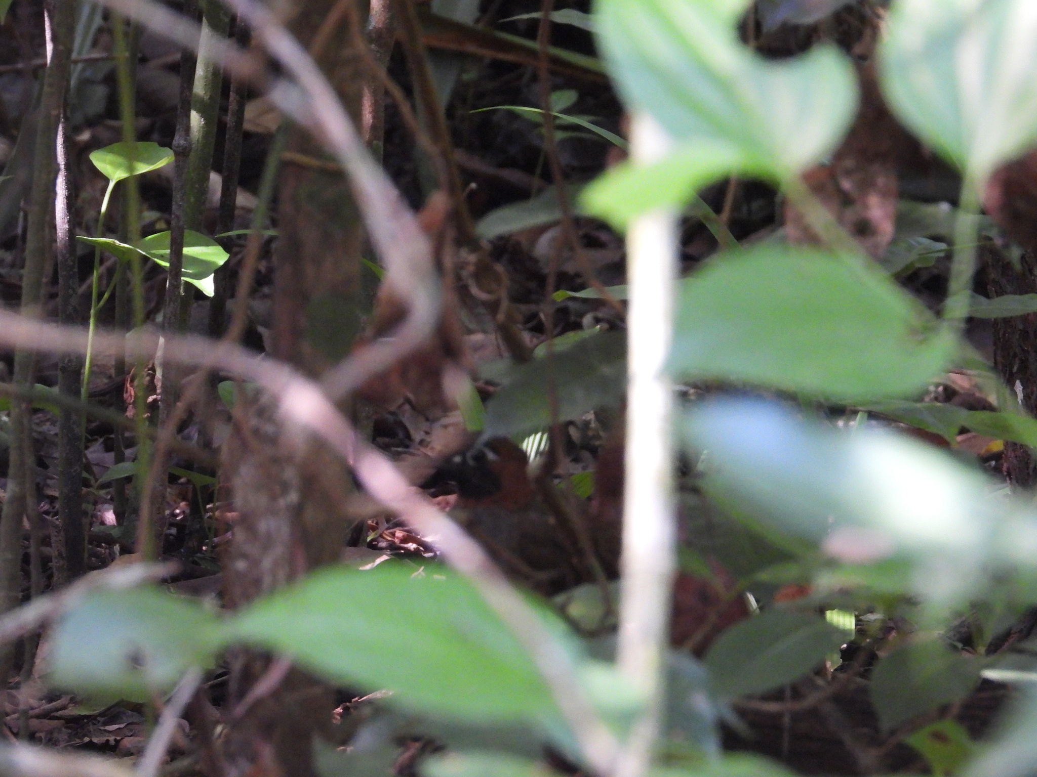 Mayan Antthrush (Formicarius moniliger), photo 4