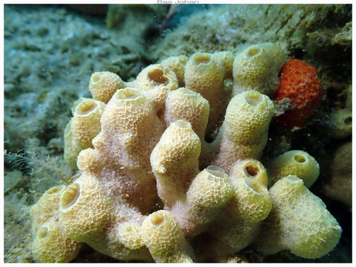 Gelliodes fragilis