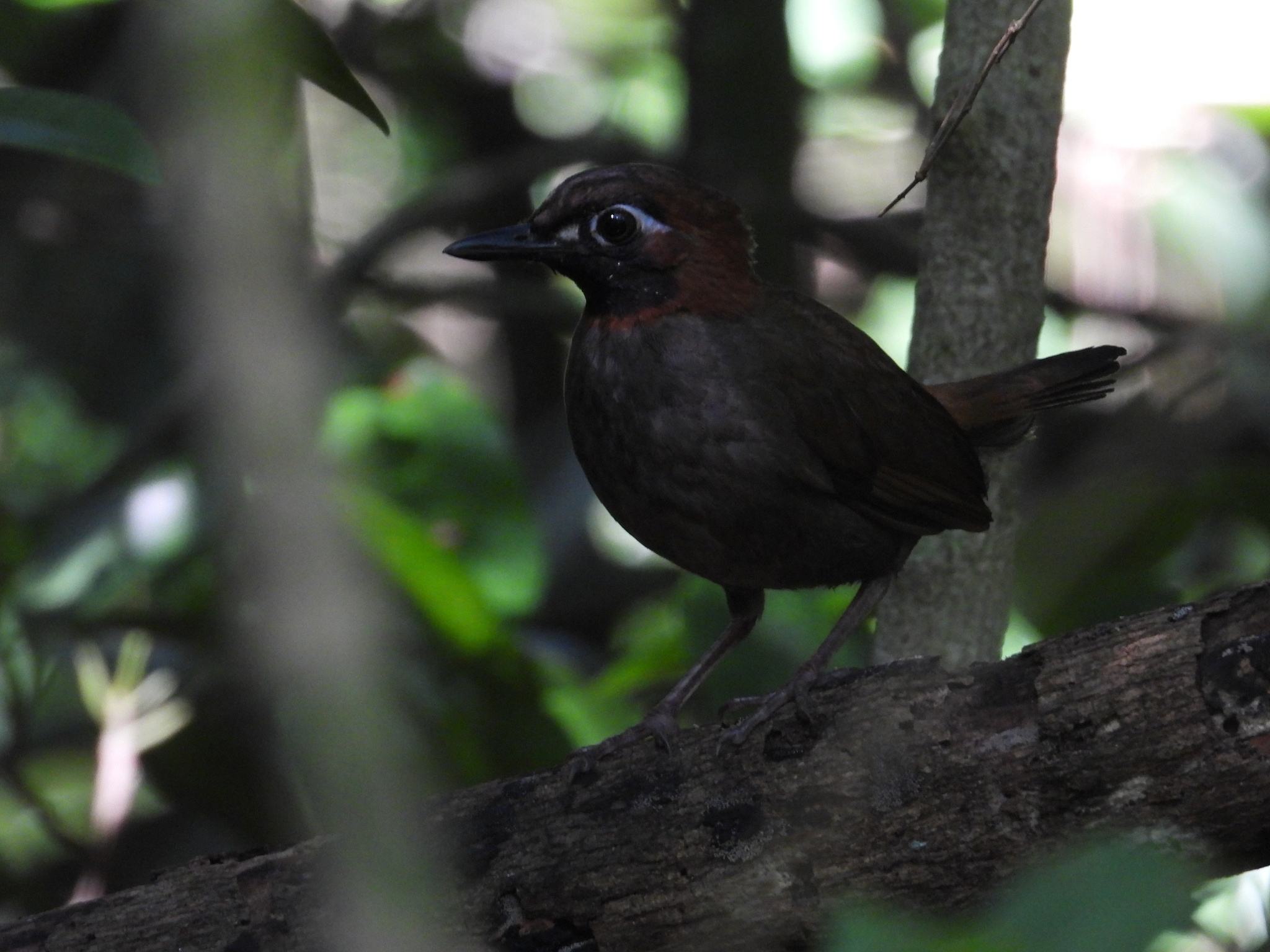 Mayan Antthrush (Formicarius moniliger), photo 3