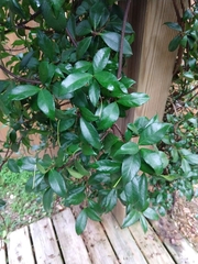 Trachelospermum