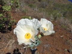 Argemone glauca