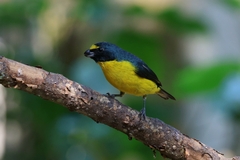 Green-Chinned Euphonia photo 4
