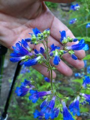 Penstemon wilcoxii