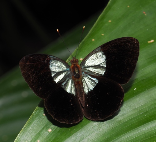Dynamine zenobia