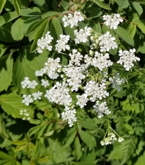Anthriscus sylvestris