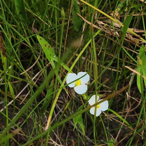 Image of Sagittaria engelmanniana by (c) jamie bee, some rights reserved (CC BY)