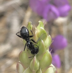 Camponotus laevissimus