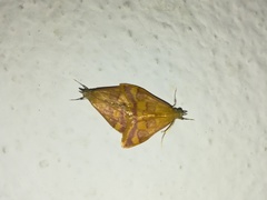 Pyrausta pseudonythesalis