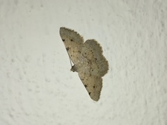 Frederickia disparcata