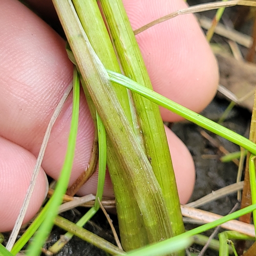 Image of Sagittaria engelmanniana by (c) jamie bee, some rights reserved (CC BY)
