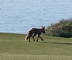 Vulpes vulpes rubricosa