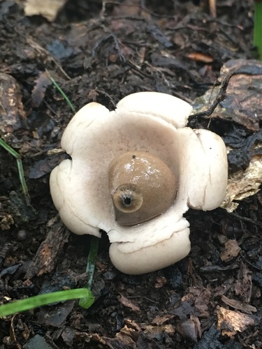 Geastrum triplex