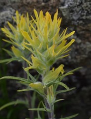 Castilleja flava flava