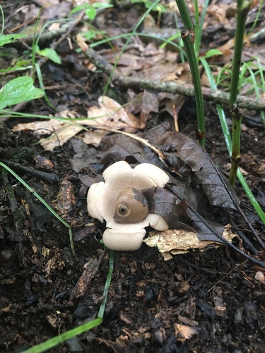 Geastrum triplex (Photo 2 of 2)