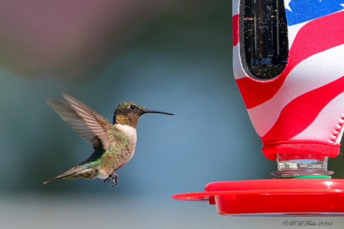 Ruby-throated Hummingbird photographed in Nebraska
