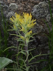 Castilleja flava flava
