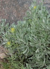 Castilleja flava flava