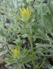 Castilleja flava flava