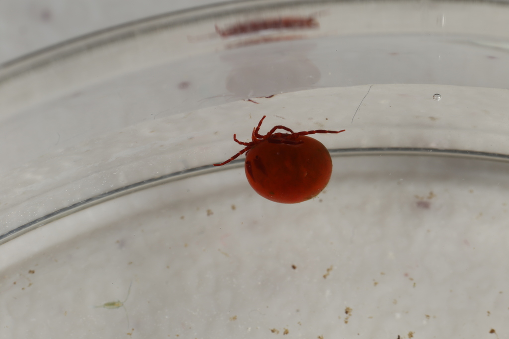 Hydrachna globosa