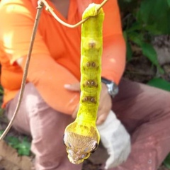 Hemeroplanes triptolemus