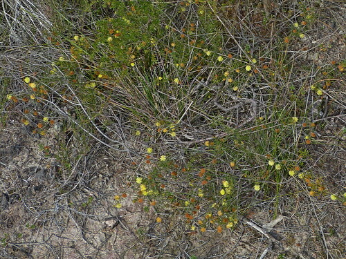 Image of Acacia brownii by (c) Max Campbell, some rights reserved (CC BY)