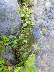 Ranunculus pygmaeus