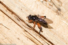 Chalcosyrphus plesia