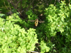 Epistrophe xanthostoma