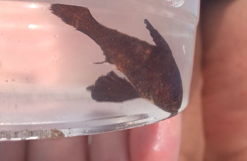 Photo of Brown meagre (Sciaena umbra)