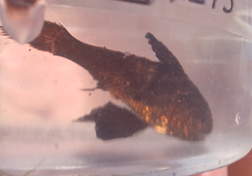 Photo of Brown meagre (Sciaena umbra)