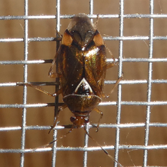 Deraeocoris flavilinea