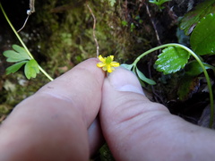 Ranunculus pygmaeus