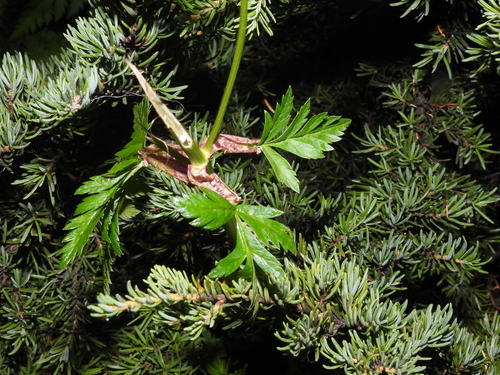 Image of Gray's Lovage by no rights reserved