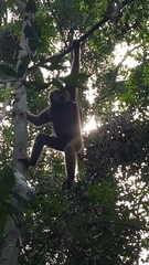 Hylobates albibarbis