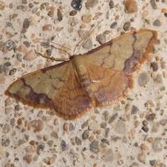 Idaea ostrinaria