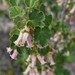 Ribes cereum - Photo (c) Gail A Baker,  זכויות יוצרים חלקיות (CC BY), הועלה על ידי Gail A Baker