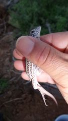 Aspidoscelis maximus