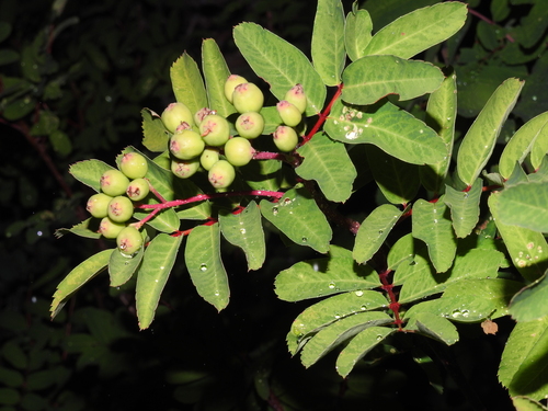 Western mountain ash (Sorbus sitchensis)