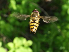 Epistrophe xanthostoma