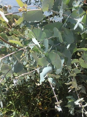 Eucalyptus cinerea