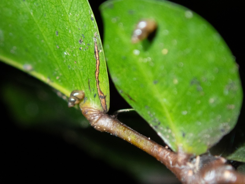 Paludinella conica
